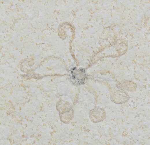 Floating Crinoid (Saccocoma) - Solnhofen Limestone #22452